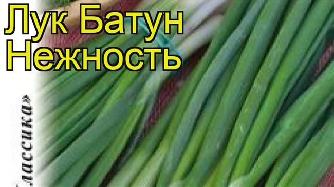 Болезни и вредители